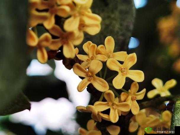 杨大壮和田桂花的第二十九后续发展
